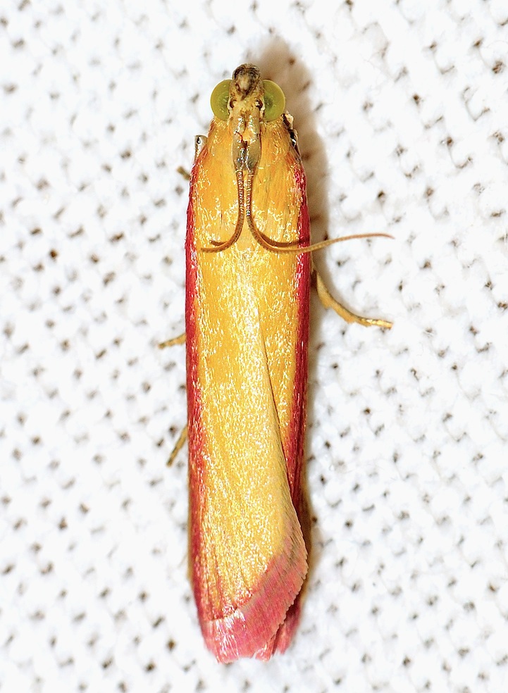 Pyralidae Phycitinae n 7-Oncocera semirubella